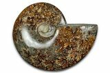 Polished Ammonite (Cleoniceras) Fossil - Madagascar #339261-1